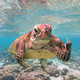 Imagen para el artículo titulado Aquí están por fin las fotos de animales más cómicas de 2020